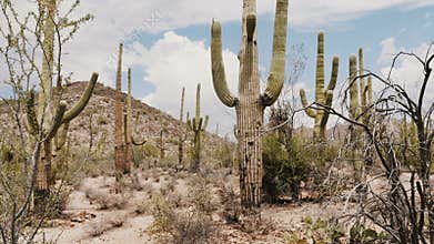 Beautiful atmospheric background shot, big Saguaro cacti growing very tall on a hot sunny day in Arizona desert USA.