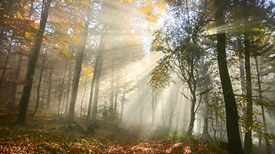 Beautiful sunrays in a misty autumn forest