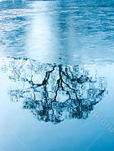 Amazing winter reflections of a tree on a frozen lake
