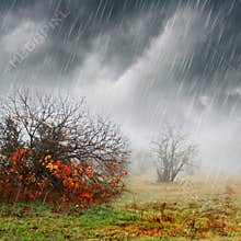 Fall landscape in rain and fog