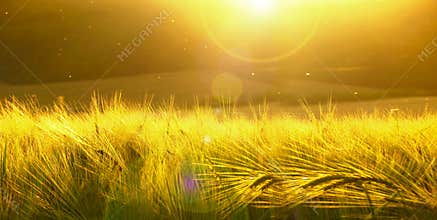 Backdrop of ripening barley of yellow wheat field on the sunset cloudy yellow sky ultrawide background. Sunrise. Effect of sunshin