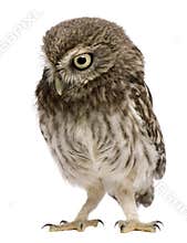 Little Owl, 50 days old, Athene noctua, standing in front of a w