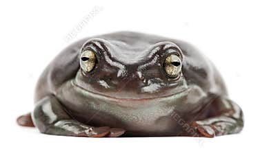 Australian Green Tree Frog, simply Green Tree Frog in Australia,