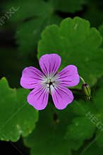 Purple Flower with bud against green leaves