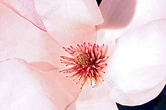 Magnolia