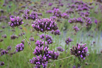 Tall Verbena