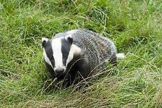 Badger - Meles meles