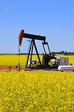 Pump jack in canola field