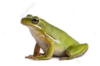 American green tree frog, isolated