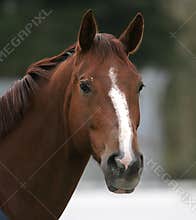 Portrait of brown horse