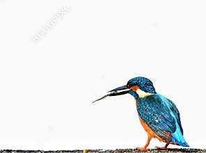 Common kingfisher aggressively on hunt
