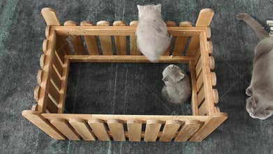 Kittens climbing a wooden fence