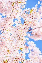 Cherry blossom tree detail, pink and blue background