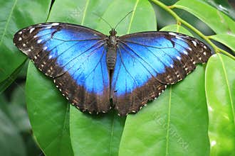 Blue butterfly