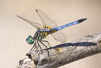 Dragonfly