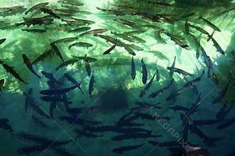 Trout pond