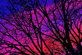 Bare tree branch