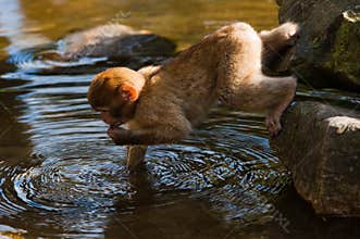 Barbary ape