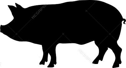 Contour of pig