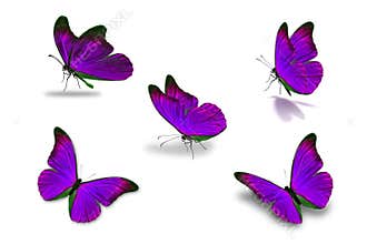 Fifth purple butterfly