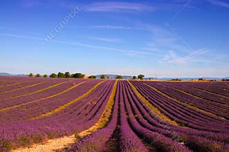 Lavender field with bright purple flowers