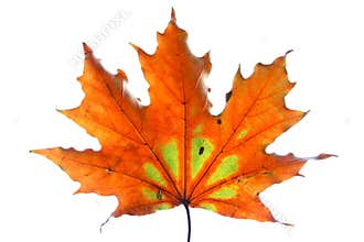 Isolated maple leaf.