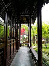 Bright red acer tree in Suzhou classical garden