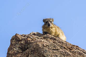 Rock hyrax in Mapungubwe National park, South Africa