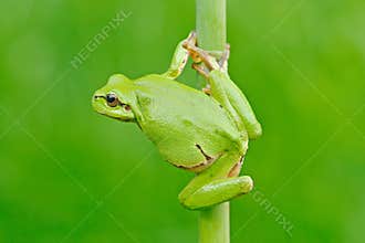 Nice green amphibian in nature habitat. Wild frog on meadow near the river, habitat. European tree frog, Hyla arborea, sitting on
