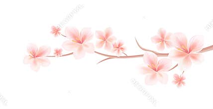 Branch of Sakura with Light Pink flowers isolated on White background. Sakura flowers. Cherry blossom. Vector EPS 10 cmyk