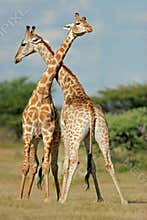 Fighting giraffes