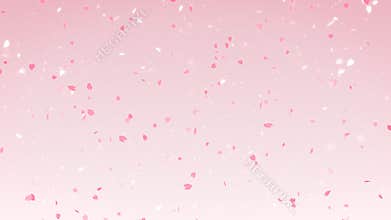 Sakura cherry blossom falling pink background, looped