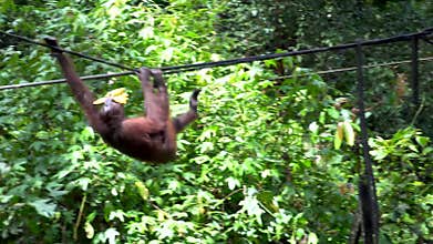 Orangutan Eating Banana at Feeding Platform
