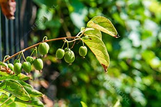 Green kiwi fruit on Actinidia Issai tree