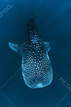 Whale Shark with divers