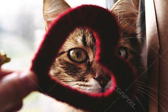 Cute little home cat looking through red heart in the hand on th