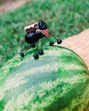 A Watermelon Summer Picnic for the Ants