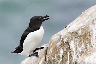 Razorbill Alca torda adult, on rock looking over the Ocean