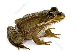 Green Frog