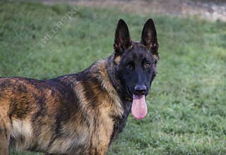 Young Dutch Shepherd or Belgian Malinois Dog Portrait