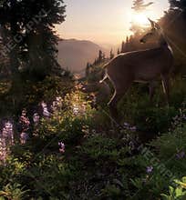 Black Tail Deer