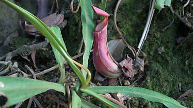 Tropical Pitcher Plant Nepenthes also called as Monkey Cup