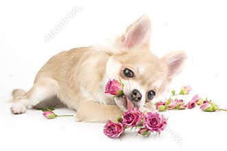 Amusing chihuahua puppy with roses