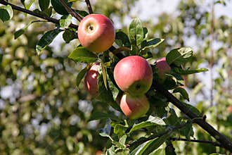 Apple Tree