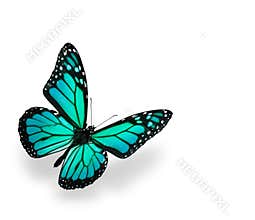 Blue Green Butterfly Isolated on White