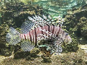 Majestic lion fish