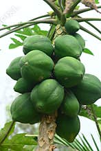 Papayas on the tree