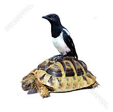 Conceptual image for a slow career.