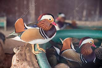 Mandarin duck in the zoo