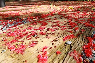 Red fall pollen scattered on the gravel and stone blocks. Selective focus